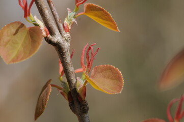 Cercidiphyllum japonicum (Gye-su-na-mu) female flower with visible pistils. Photographed in Korea.