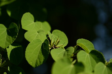Cercidiphyllum japonicum (Gye-su-na-mu) immature fruit with smooth green surface. Photographed in Korea.