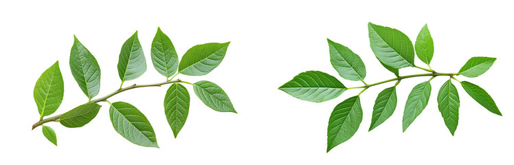 Obraz premium Vibrant Green Foliage on a Branch, Symbolizing Freshness and Renewal isolated on White or transparent background PNG