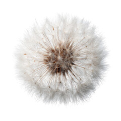 Fototapeta premium Close-up of a dandelion seed head (36)
