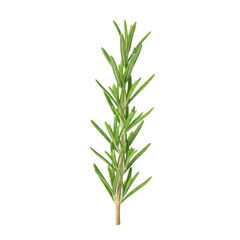 A single sprig of vibrant green rosemary with needle-like leaves and a light-brown woody stem, isolated on a transparent background with bright, even studio lighting. Concept for natural ingredient