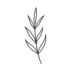 Lavender Leaf Botanical Line Drawing with Elegant Minimal Organic Style Vector illustration