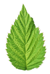 Fototapeta premium One green raspberry leaf isolated on white