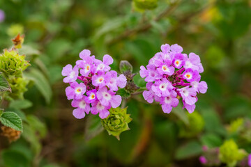 Lantana Morada, Banderita Espa&ntilde;ola, Siete Colores.