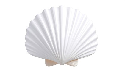 White seashell, studio shot