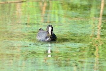 eurasian coot in Estonia 