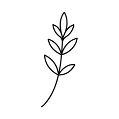 Thyme Leaf Botanical Minimal Line Drawing with Graceful Natural Details Vector illustration