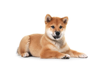 Cute Shiba Inu dog lying on white background