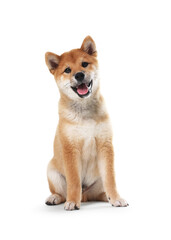 Obraz na płótnie Canvas Cute Shiba Inu dog sitting on white background
