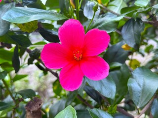 Vibrant pink hibiscus bloom presents vivid petals and bright stamen amid verdant foliage