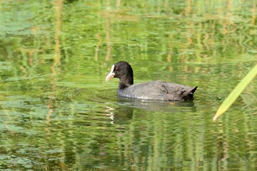  eurasian coot in Estonia 