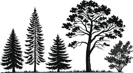 Fototapeta premium Pine tree silhouettes. Evergreen forest firs and spruces black shapes, wild nature trees templates. Vector illustration woodland trees set on white background. black silhouette vector illustration 
