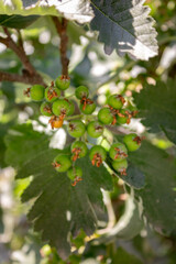 Hawthorn branch with green berries and serrated leaves.
