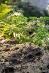 Textured garden stone surrounded by green plants and sunlight.