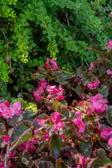 Pink begonias blooming in the garden.