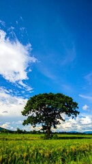 Obraz premium Lonely tree in a paddy field under a blue sky