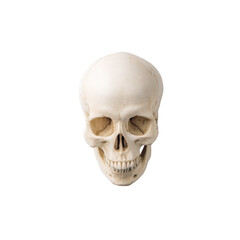 Fototapeta premium Human skull isolated on transparent background