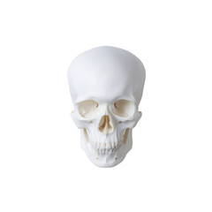 Human skull isolated on transparent background