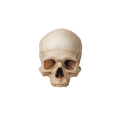 Human skull isolated on transparent background