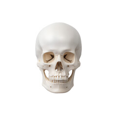 Obraz premium Human skull isolated on transparent background