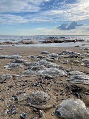 A photograph of a sandy seashore with jellyfish washed up on it. Waves and a cloudy sky are visible in the distance. The photo conveys the atmosphere of the natural phenomenon and the seashore.