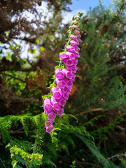 A single foxglove plant, showcasing its beautiful, drooping flowers. A perfect example of wildflowers thriving in a natural setting.