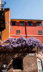 wisteria blooms in Bologna, Italy