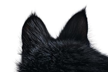 Closeup of a black dogs furry ears isolated on transparent background