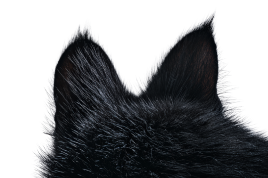 Closeup of a black dogs furry ears isolated on transparent background