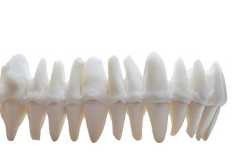 Fototapeta premium Row of human teeth isolated on transparent background