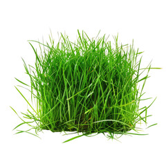 Lush green grass clump, garden, sunny day, background blurred, landscaping