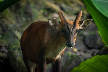 Close-up profile of a southern red muntjac (Muntiacus muntjak) in a conservation park, displaying its reddish-brown fur and delicate antlers. Munjac is a barking deer native to Southeast Asia.