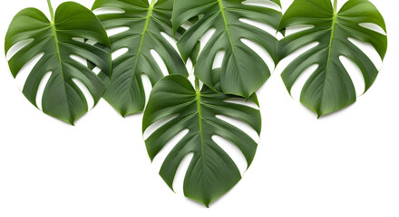 green leaves isolated on white