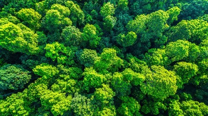 Naklejka premium Lush Green Forest Canopy From Above: Aerial View of Vibrant Trees in Wilderness