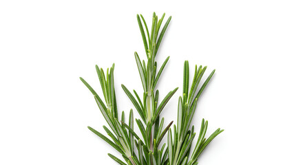 Obraz premium green grass isolated on white background