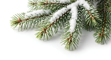 christmas tree branch