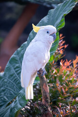 A beautiful yellow-crested cockatoo (Cacatua sulphurea) perching on a twig, also known as the lesser sulphur-crested cockatoo.