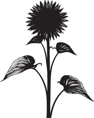 Obraz premium Black silhouette of a sunflower with leaves white