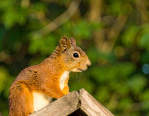 Obraz premium Red squirrel on wooden perch