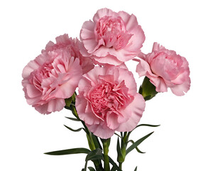 Fototapeta premium Pink carnations bouquet isolated on a transparent background