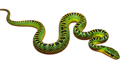 Naklejka premium Vibrant green pit viper with striking yellow and black bands slithers elegantly, showcasing intricate scales and a curious gaze.