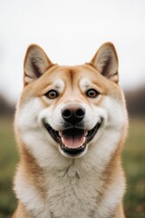 Fototapeta premium Smiling Shiba Inu Portrait
