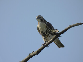 A juvenile, red-tailed hawk, perched on a branch, hunting, waiting to pounce on  unsuspecting prey. Middle Creek Wildlife Management Area, Lancaster County, Pennsylvania.
