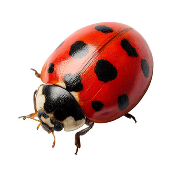 てんとうむし」の写真素材 | 422,244件の無料イラスト画像 | Adobe Stock