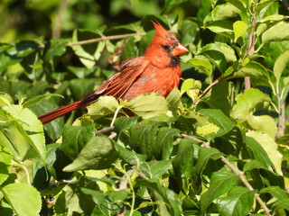 Northern cardinal, perched on a branch, within the green foliage. Woodland forest, Middle Creek Wildlife Management Area, Lancaster County, Pennsylvania.