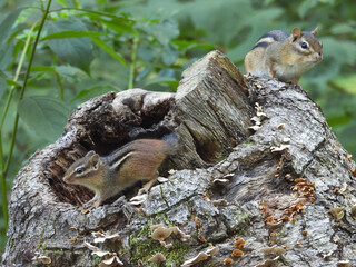 Eastern chipmunks living in a hollow tree stump, within the woodland forest of the Middle Creek Wildlife Management Area, Lancaster County, Pennsylvania.