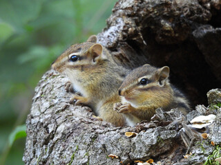 Young eastern chipmunks living in a hollow tree stump, within the woodland forest of the Middle Creek Wildlife Management Area, Lancaster County, Pennsylvania.  