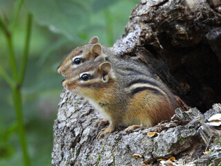 Young eastern chipmunks living in a hollow tree stump, within the woodland forest of the Middle Creek Wildlife Management Area, Lancaster County, Pennsylvania.  
