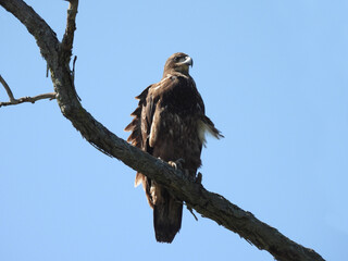 A juvenile, bald eagle, perched on a branch, under a blue sky. Middle Creek Wildlife Management Area, Lancaster County, Pennsylvania.