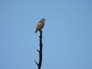 A juvenile, red-tailed hawk, perched on top of a tree branch, hunting, waiting to pounce on unsuspecting prey. Middle Creek Wildlife Management Area, Lancaster County, Pennsylvania.